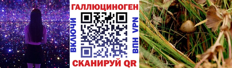купить наркоту Первомайск Псилоцибиновые грибы GOLDEN TEACHER